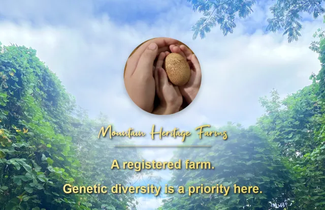 Mountain Heritage Farms production website screenshot.